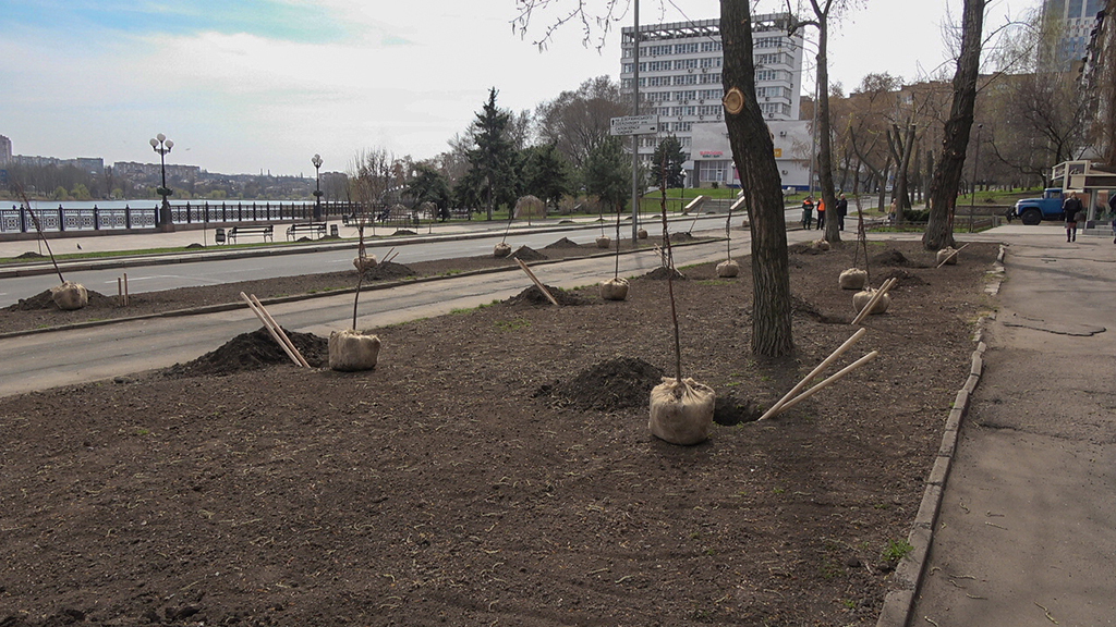 50 young lindens were planted in Donetsk as a sign of friendship between the residents of Lipetsk and Donetsk. - Donetsk, Lipetsk, , friendship, Donbass, Russia, Longpost, Linden