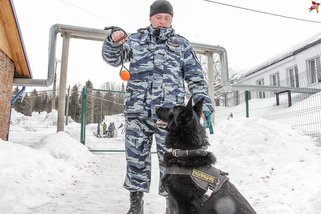 Первый рабочий день полицейских щенков в Перми - Собака, Пермь, Питомник, Длиннопост, Кп, Не мое