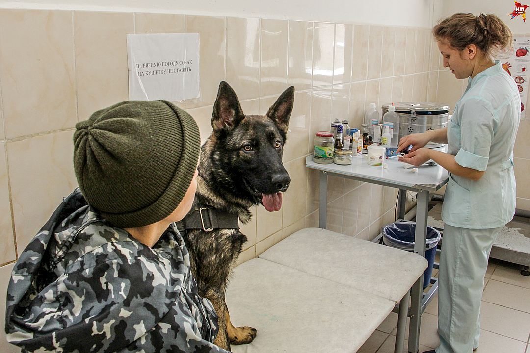 Первый рабочий день полицейских щенков в Перми - Собака, Пермь, Питомник, Длиннопост, Кп, Не мое