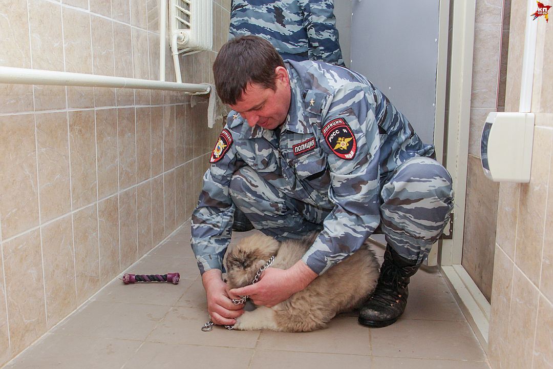 Первый рабочий день полицейских щенков в Перми - Собака, Пермь, Питомник, Длиннопост, Кп, Не мое