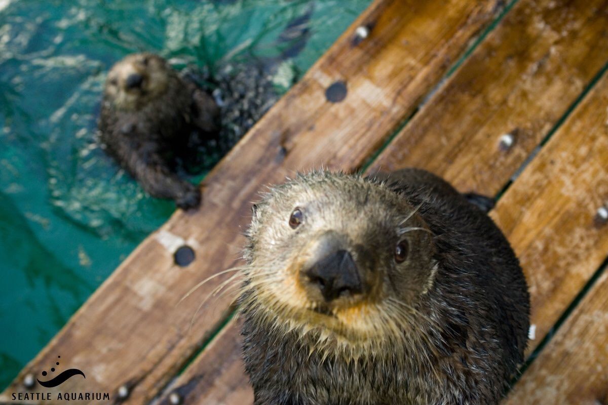 Where is our food? - Otter, Otters, Milota, Animals, Sea otter