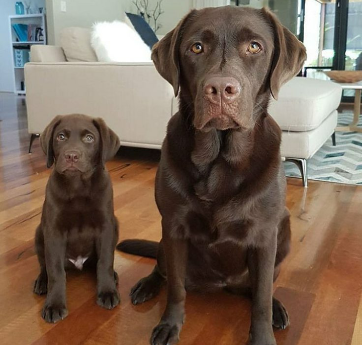 Dad and son) - Dog, Father, A son, Animals