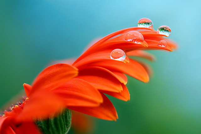 Dew drops post. - The photo, Dew, Drops, Flora, Feathers, Longpost