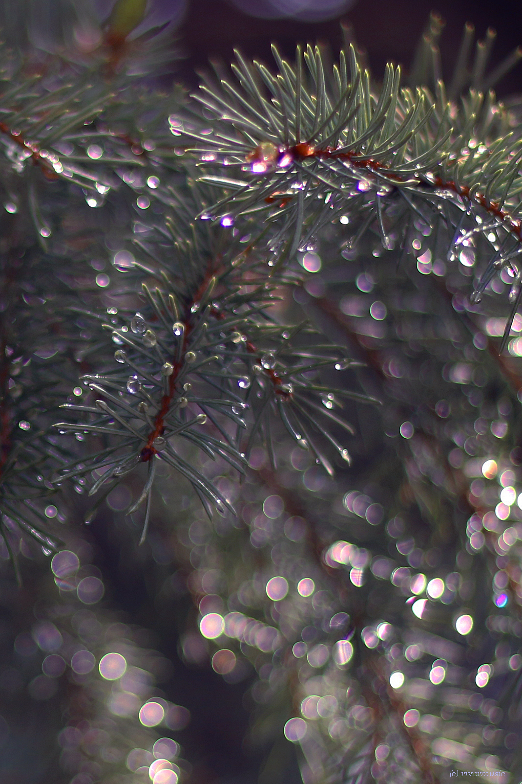 Dew drops post. - The photo, Dew, Drops, Flora, Feathers, Longpost