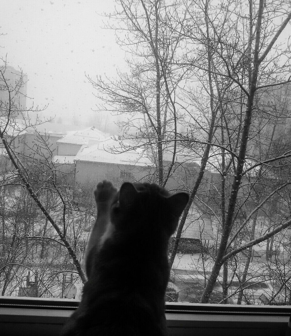 Saw the first snow - My, Snow, cat, 