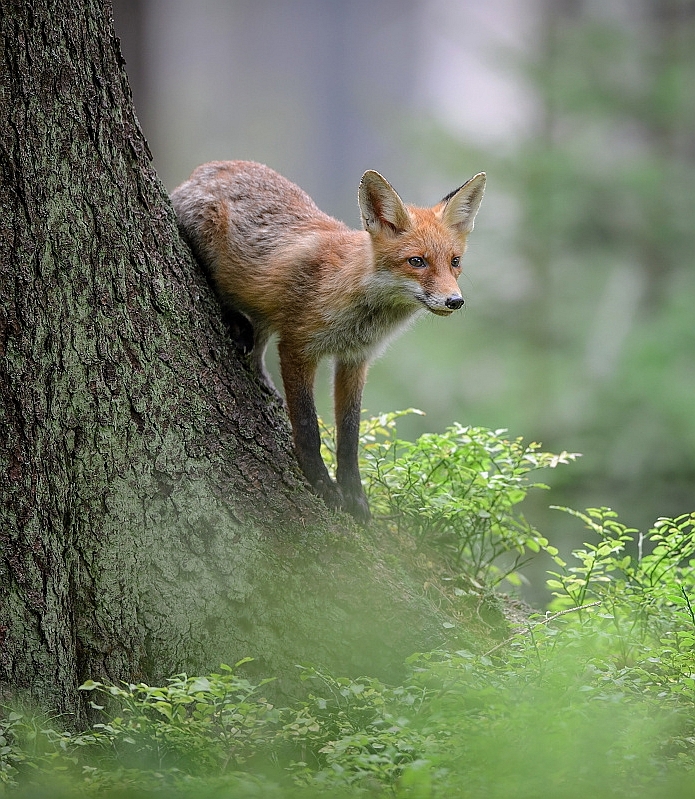 Fur-fur post. - The photo, Fox, Animals, Nature, Longpost