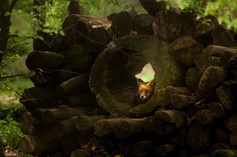 Fur-fur post. - The photo, Fox, Animals, Nature, Longpost