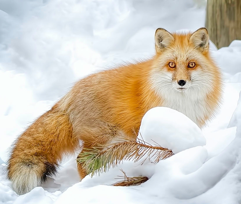 Fur-fur post. - The photo, Fox, Animals, Nature, Longpost