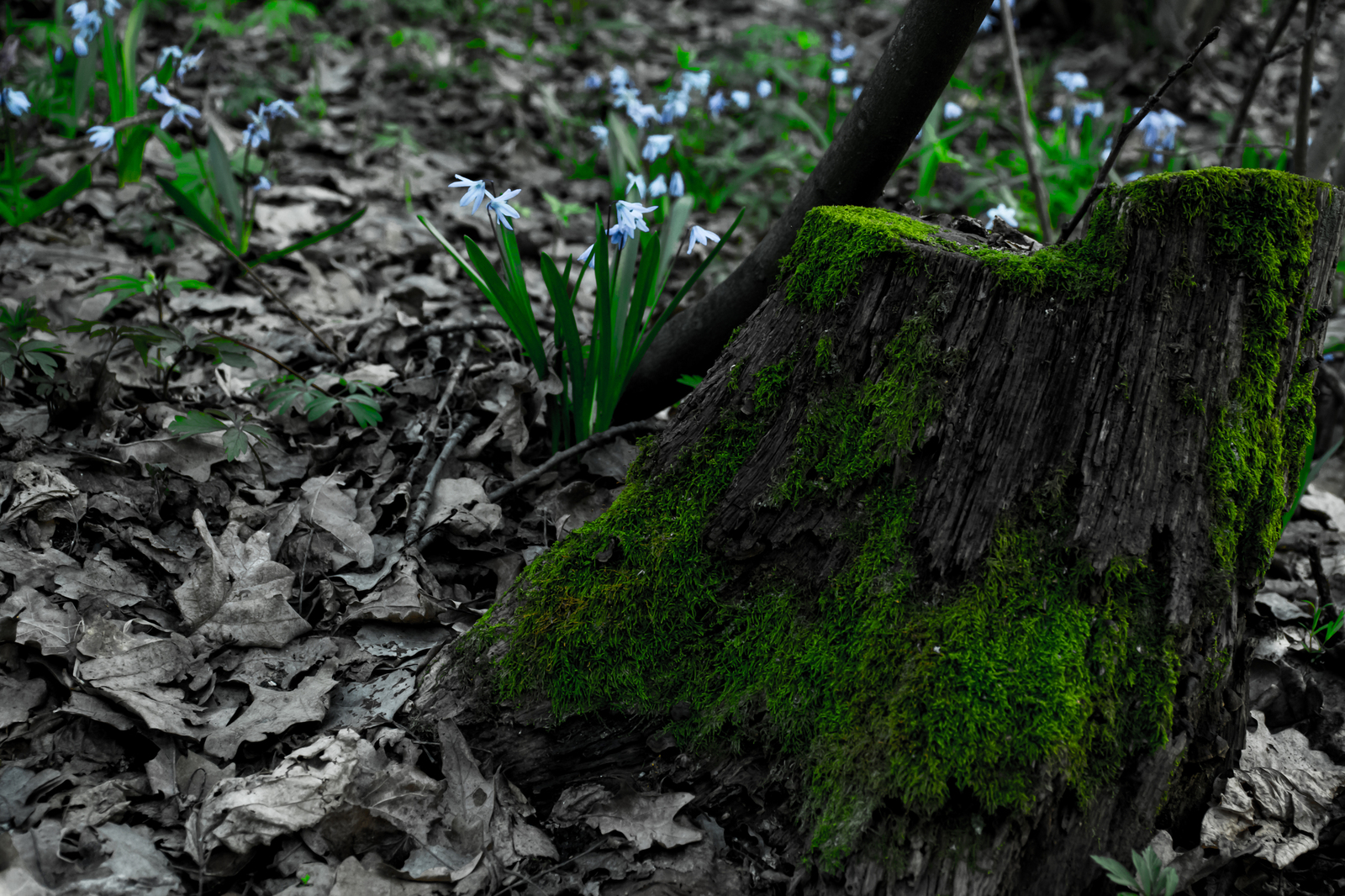 Stump in the forest - My, The photo, Photographer, Voronezh, Olympic