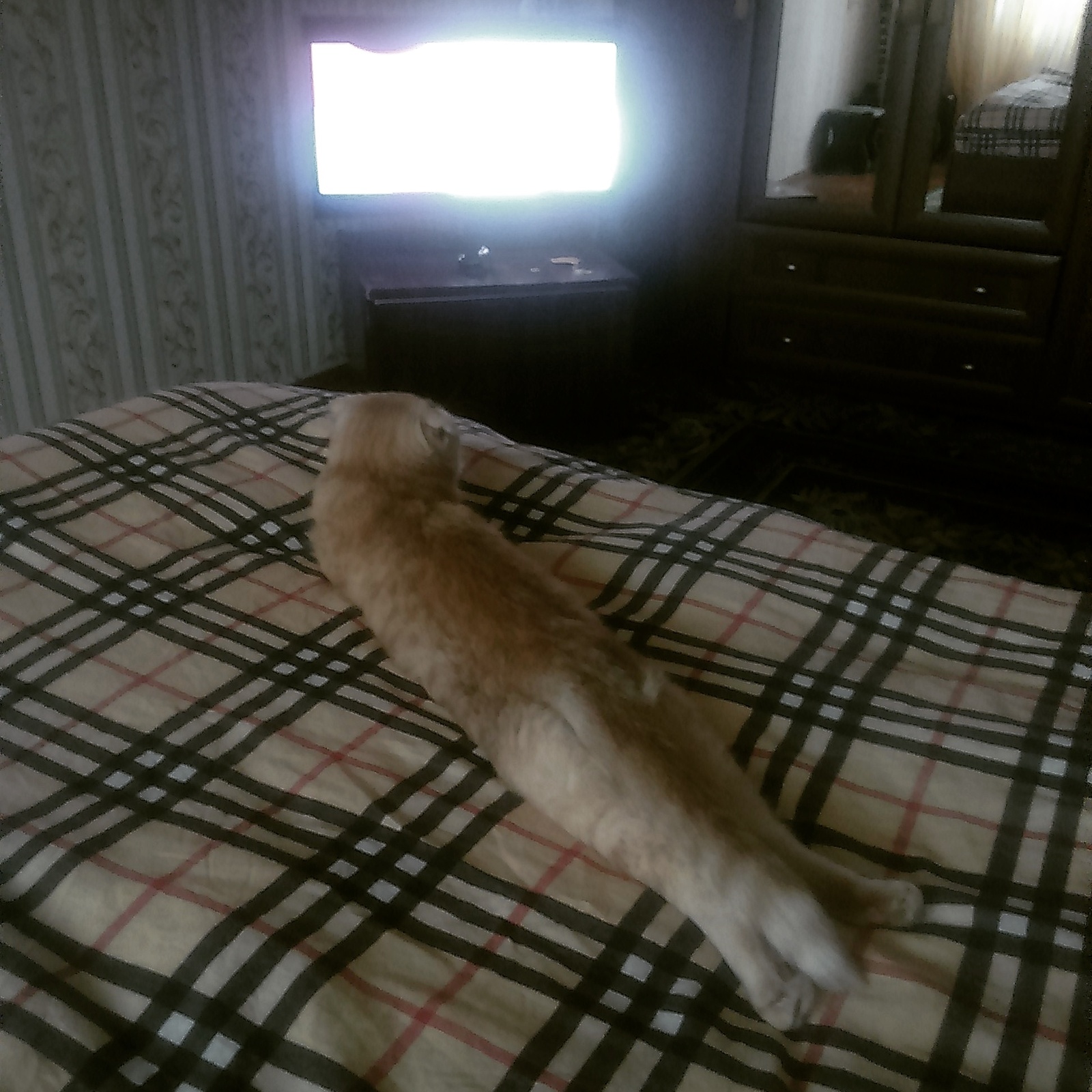 Just a cat watching TV - cat, Leisure