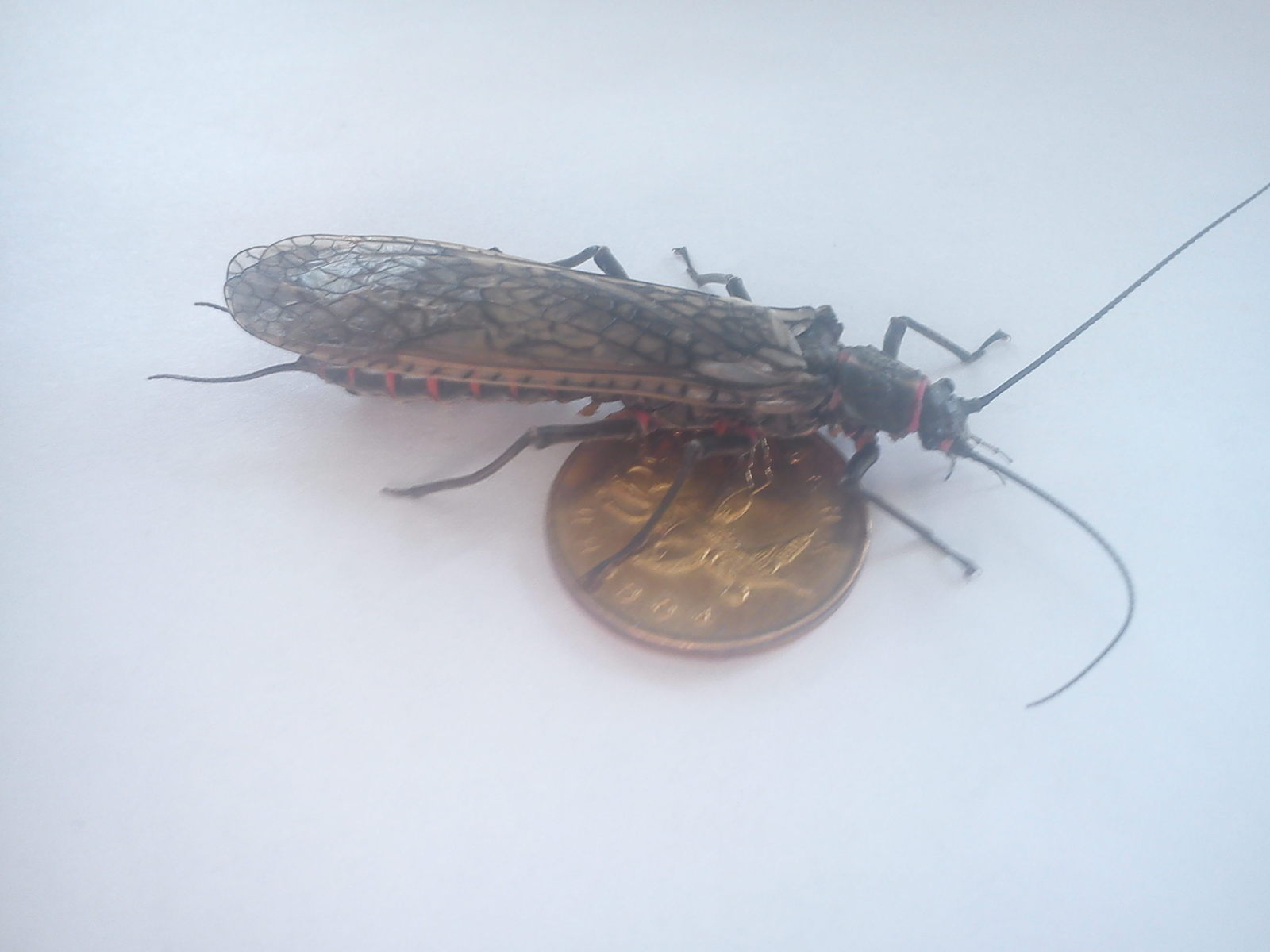 Who is this? - My, Insects, Coin