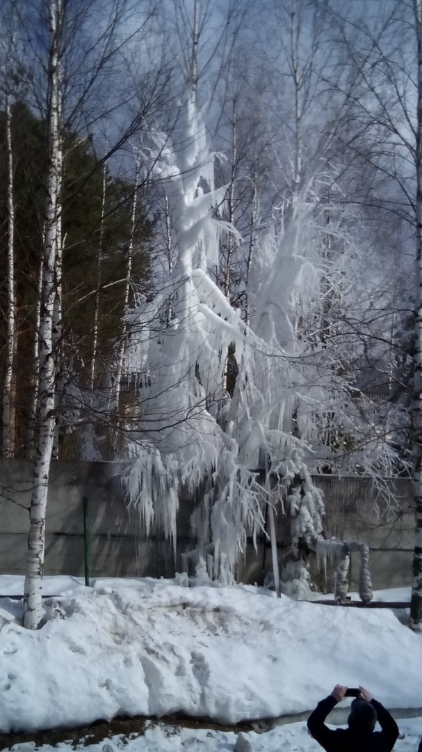 tree walkers - Tree, Ice, The photo