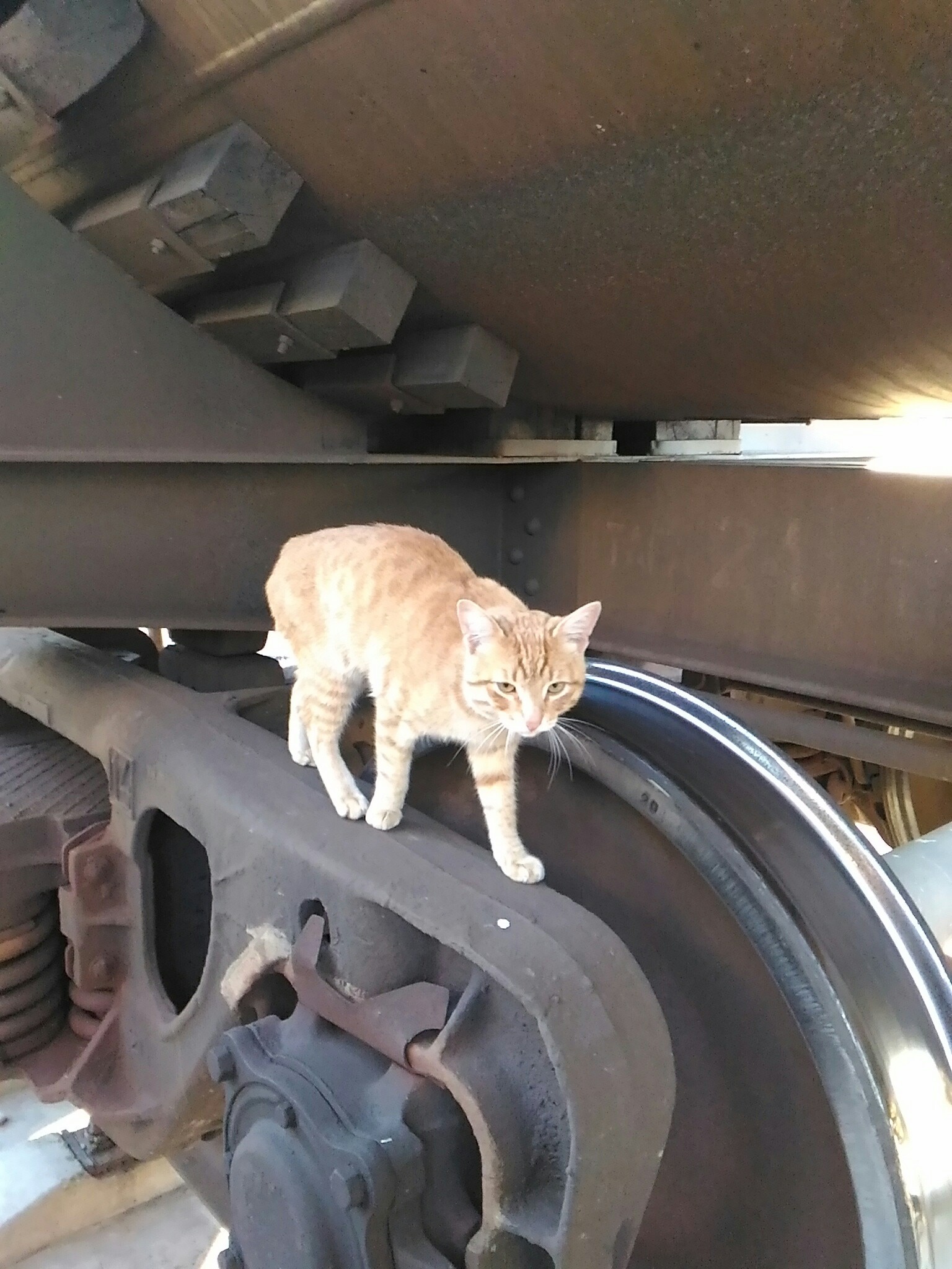 Stationmaster at work - My, Redheads, cat, Rust, A train, Longpost