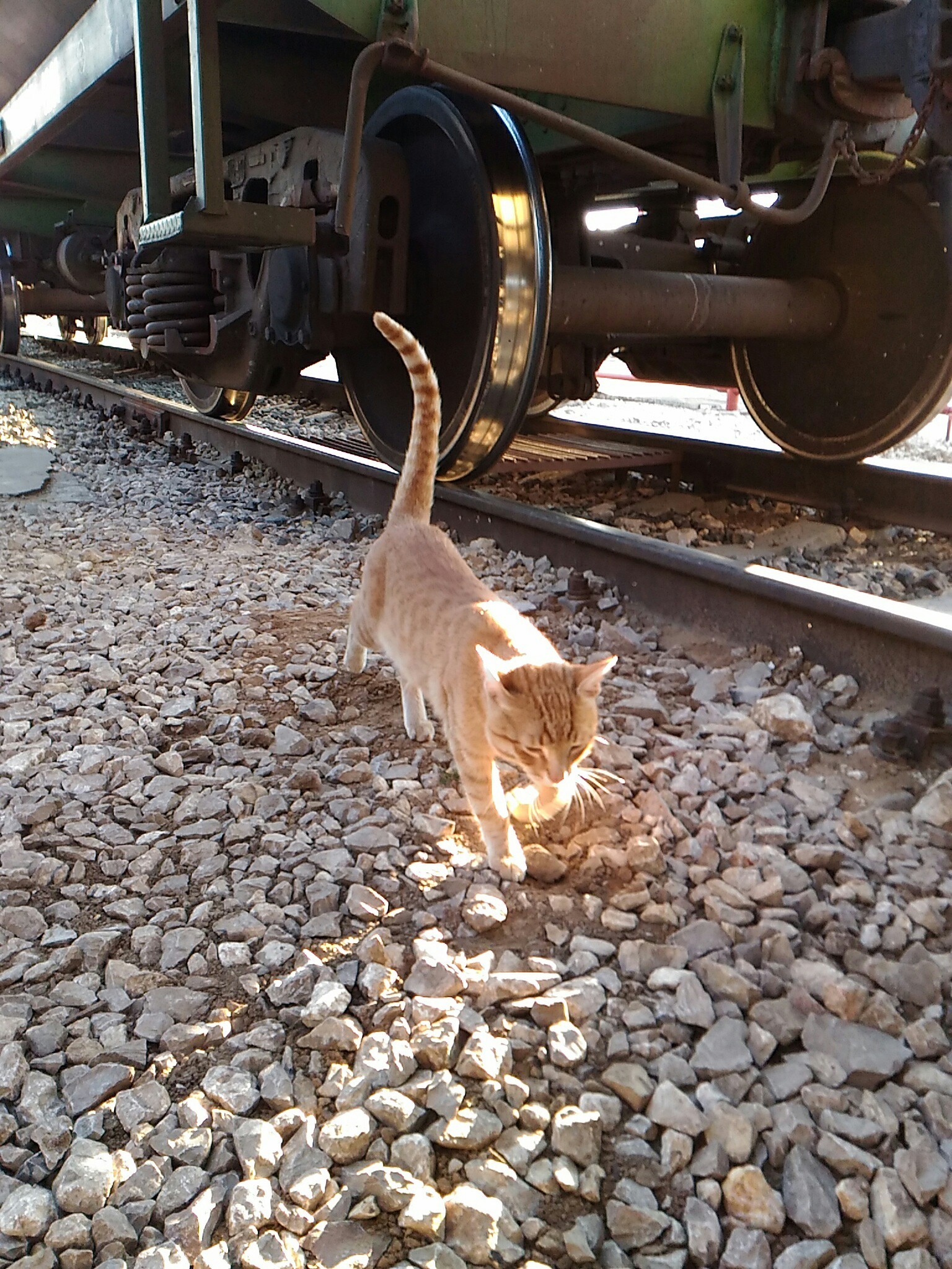 Stationmaster at work - My, Redheads, cat, Rust, A train, Longpost