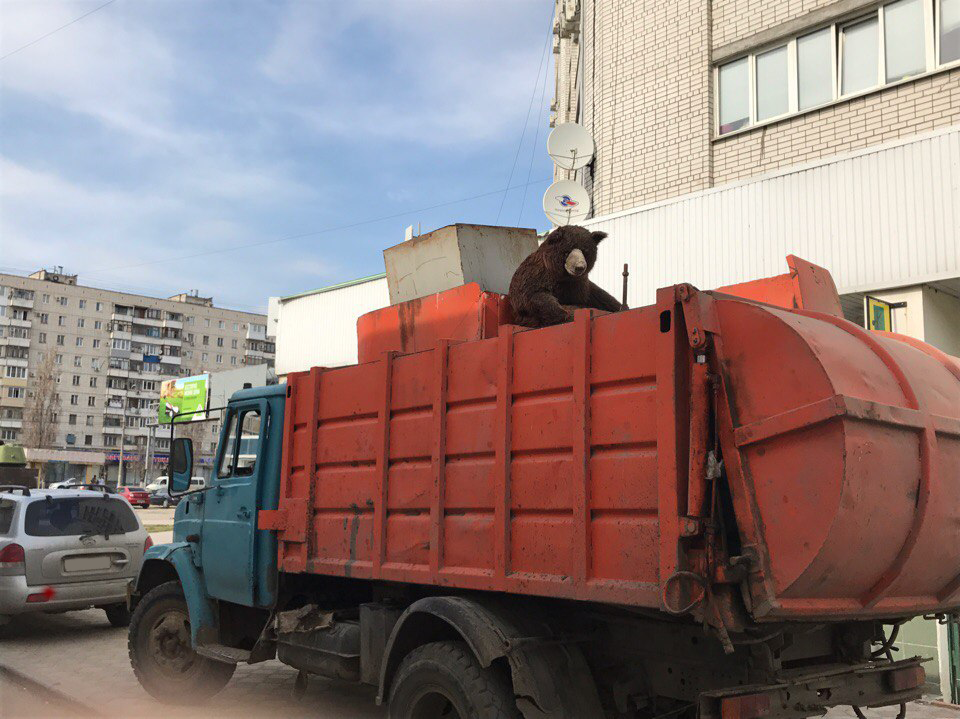 When your Russian bought a new bear - My, The Bears, Russian, Garbage truck, Animals, Toys