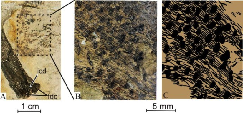 Feathering of dinosaurs. - My, Paleontology, Dinosaurs, Feathers, Longpost