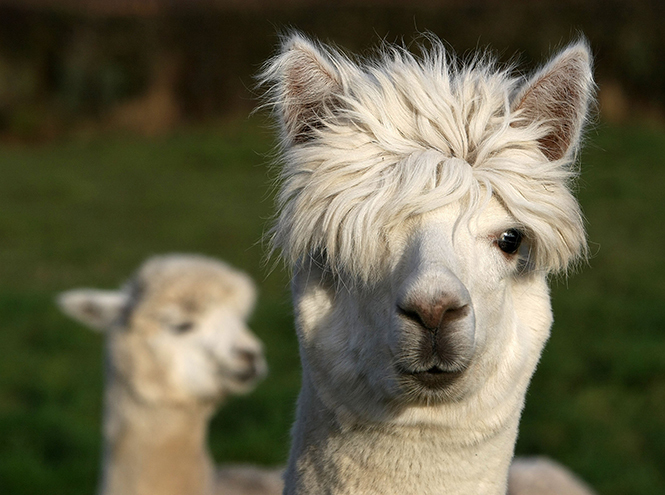 The cutest wild animals - Ayai, Alpaca, Milota, Animals, Wild animals, Sonya, cat, , Longpost