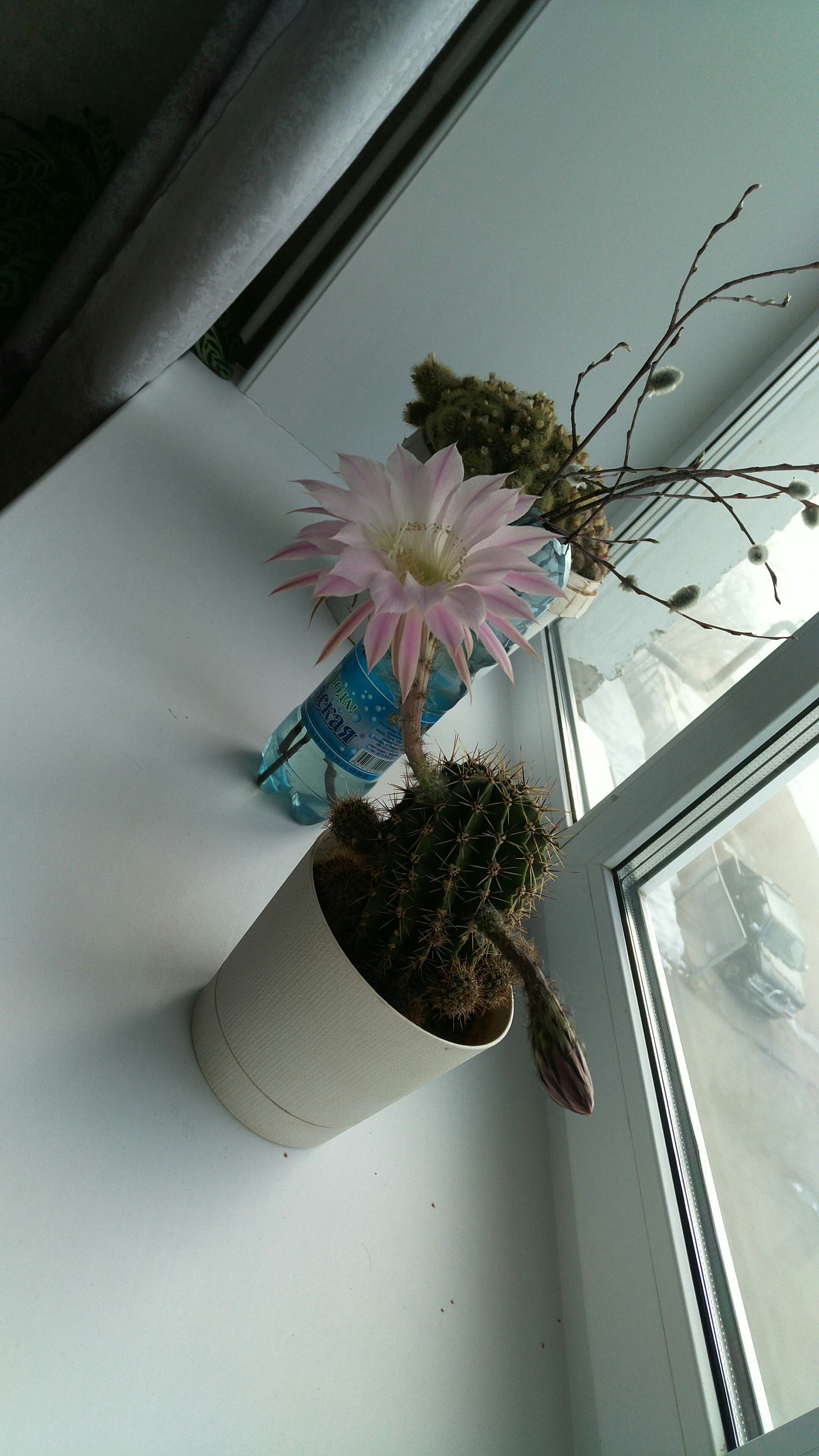 Psst.. need some blooming cactus? HOBA! - My, Cactus, Bloom, First time