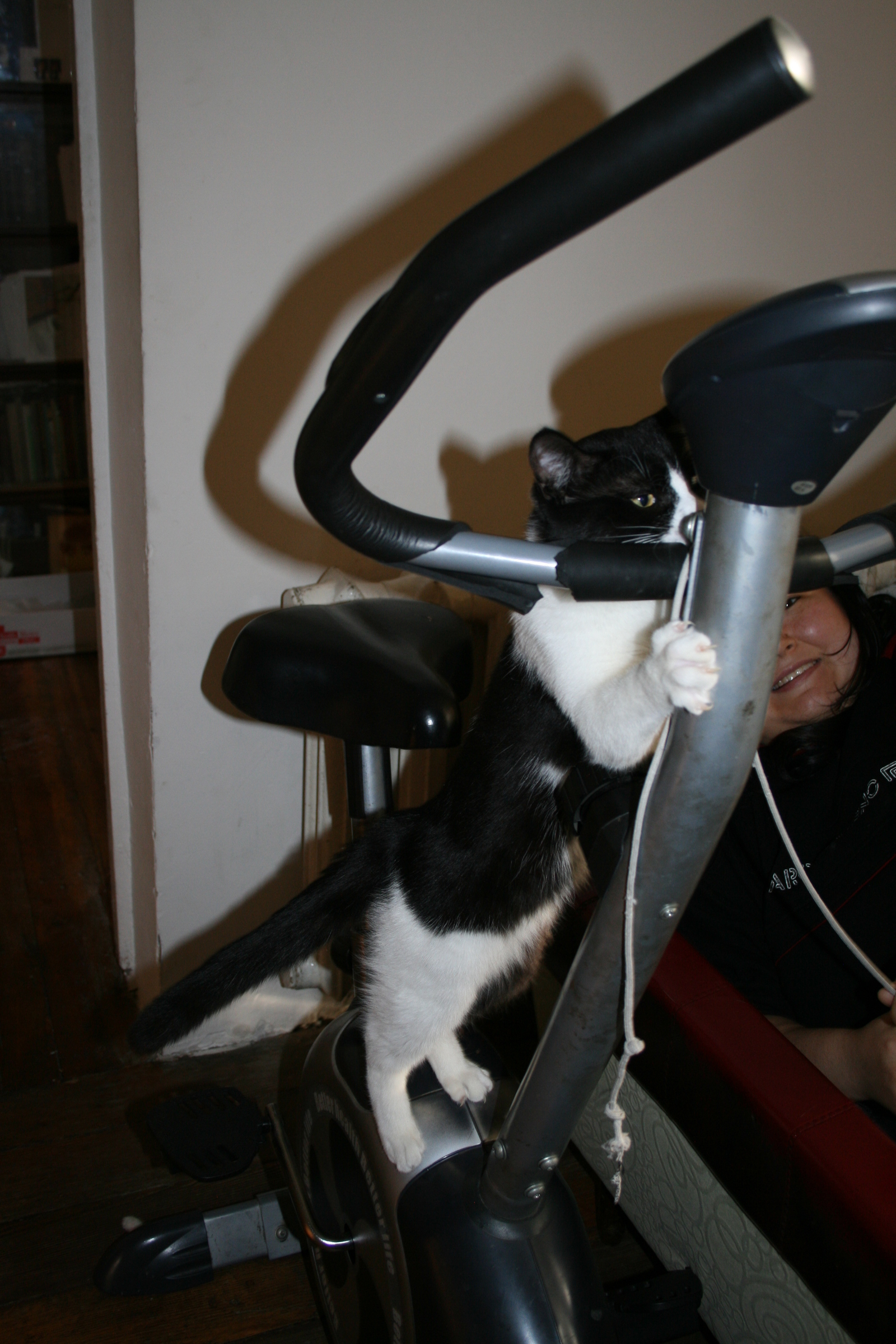 cat and sports - My, cat, Training apparatus, Rope, , Longpost