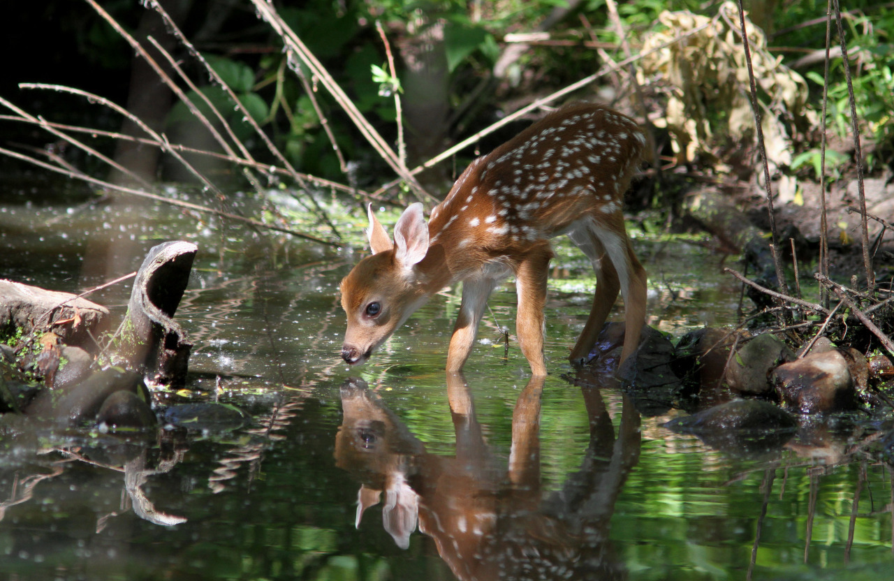 Deer post. - The photo, Deer, Artiodactyls, Animals, Nature, Forest, Longpost, Deer