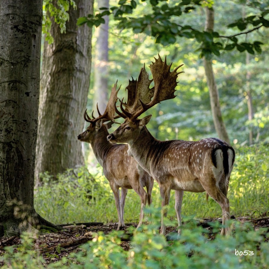 Deer post. - The photo, Deer, Artiodactyls, Animals, Nature, Forest, Longpost, Deer