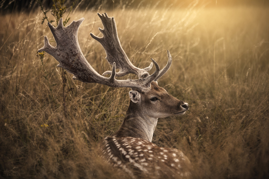 Deer post. - The photo, Deer, Artiodactyls, Animals, Nature, Forest, Longpost, Deer