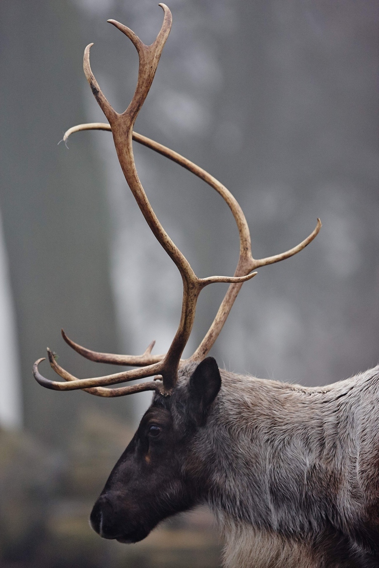 Deer post. - The photo, Deer, Artiodactyls, Animals, Nature, Forest, Longpost, Deer