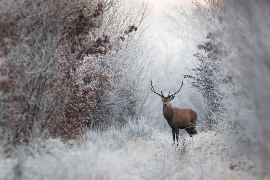 Deer post. - The photo, Deer, Artiodactyls, Animals, Nature, Forest, Longpost, Deer