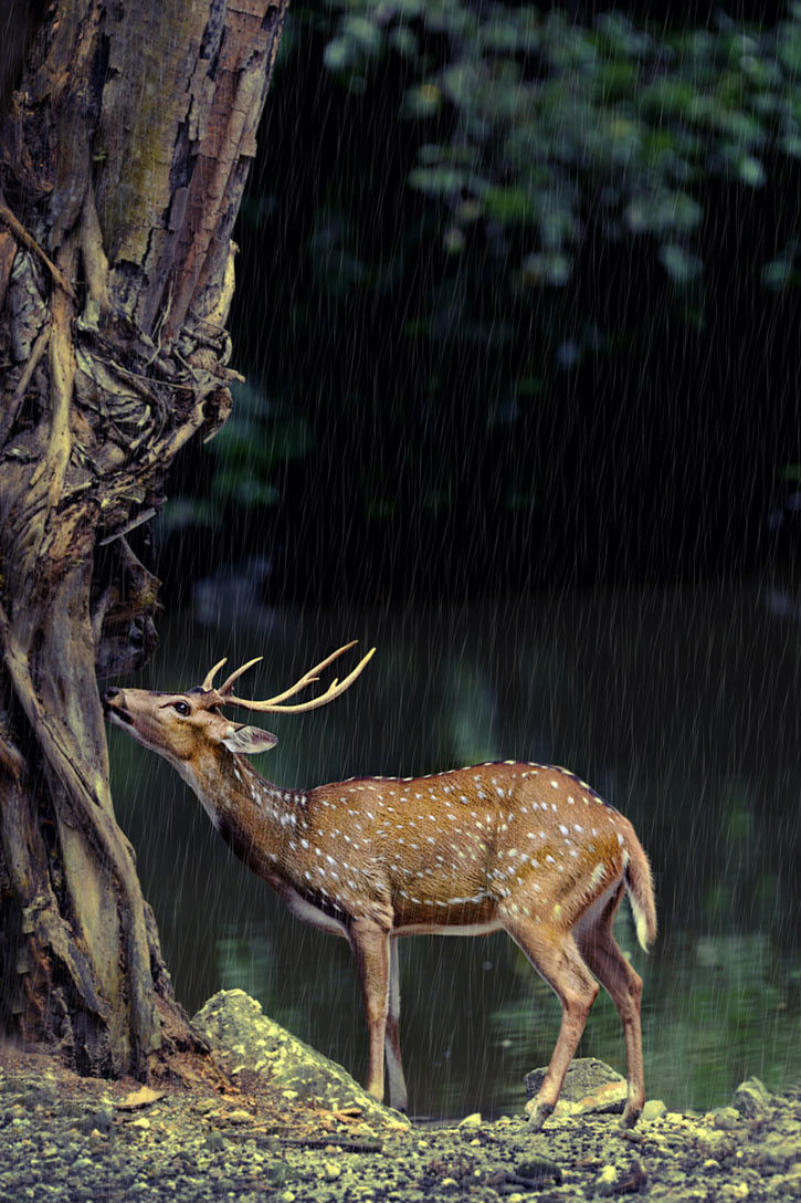 Deer post. - The photo, Deer, Artiodactyls, Animals, Nature, Forest, Longpost, Deer