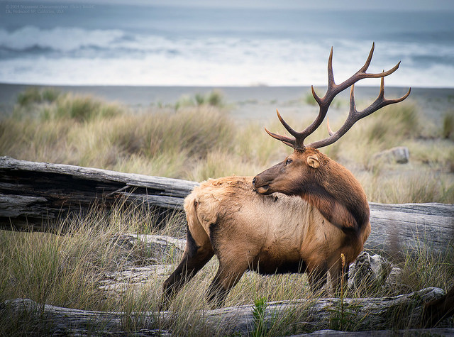 Deer post. - The photo, Deer, Artiodactyls, Animals, Nature, Forest, Longpost, Deer