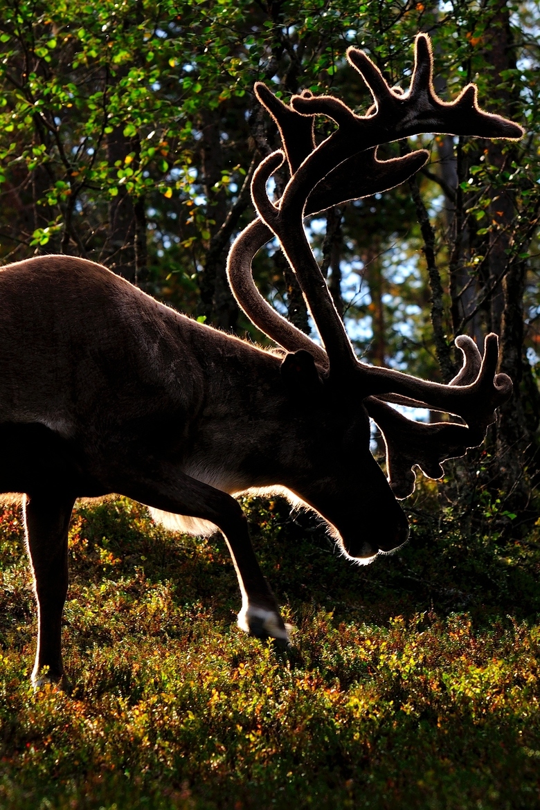 Deer post. - The photo, Deer, Artiodactyls, Animals, Nature, Forest, Longpost, Deer