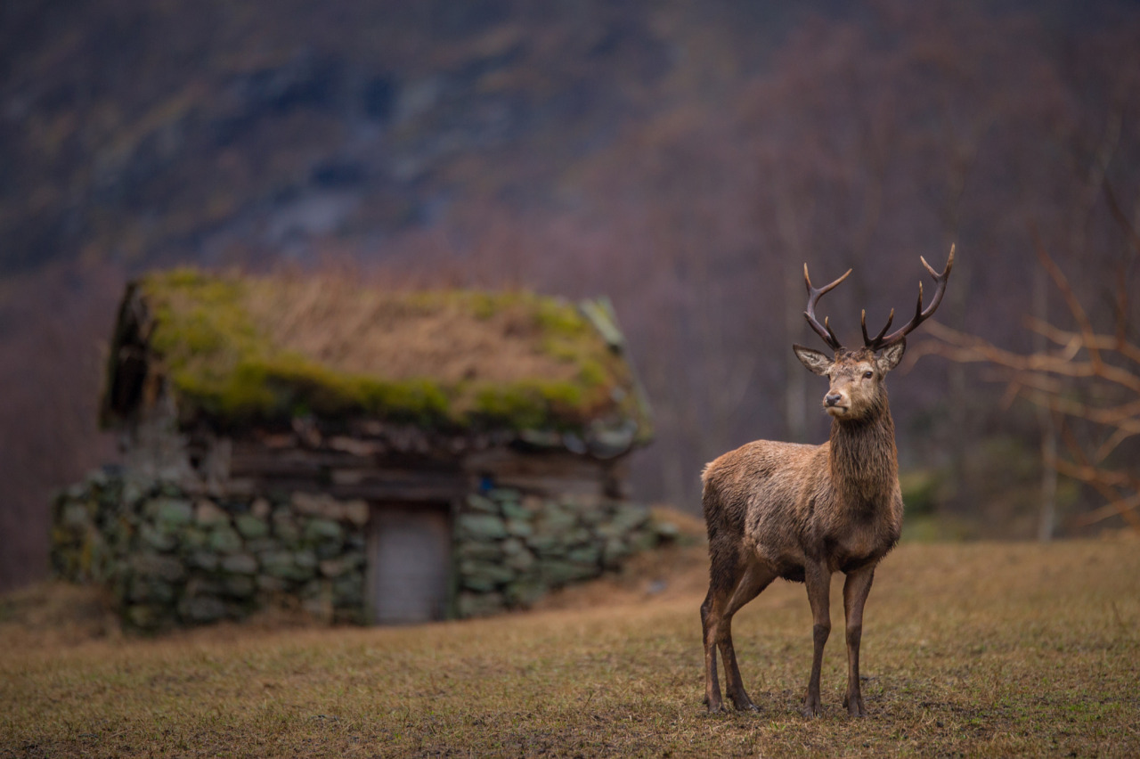 Deer post. - The photo, Deer, Artiodactyls, Animals, Nature, Forest, Longpost, Deer