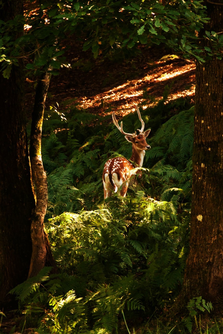 Deer post. - The photo, Deer, Artiodactyls, Animals, Nature, Forest, Longpost, Deer