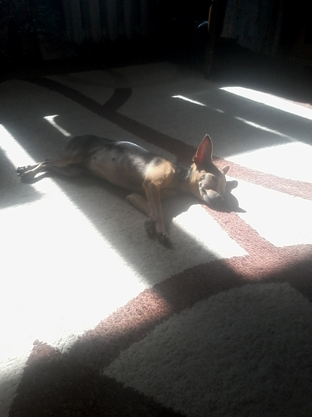 My Shan is sunbathing) - My, , , Chanel, Girl, Dog