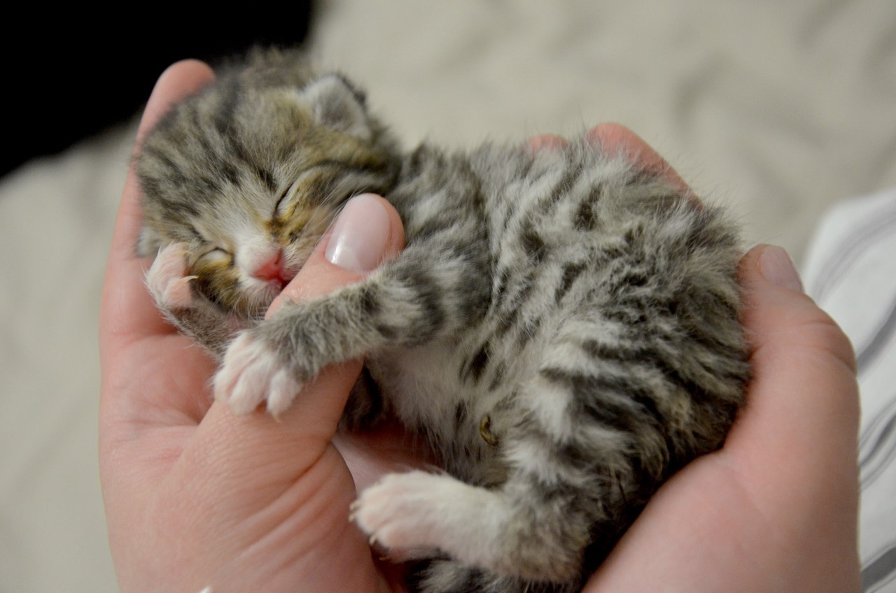 О новорожденных котятах, опыте и людях | Пикабу
