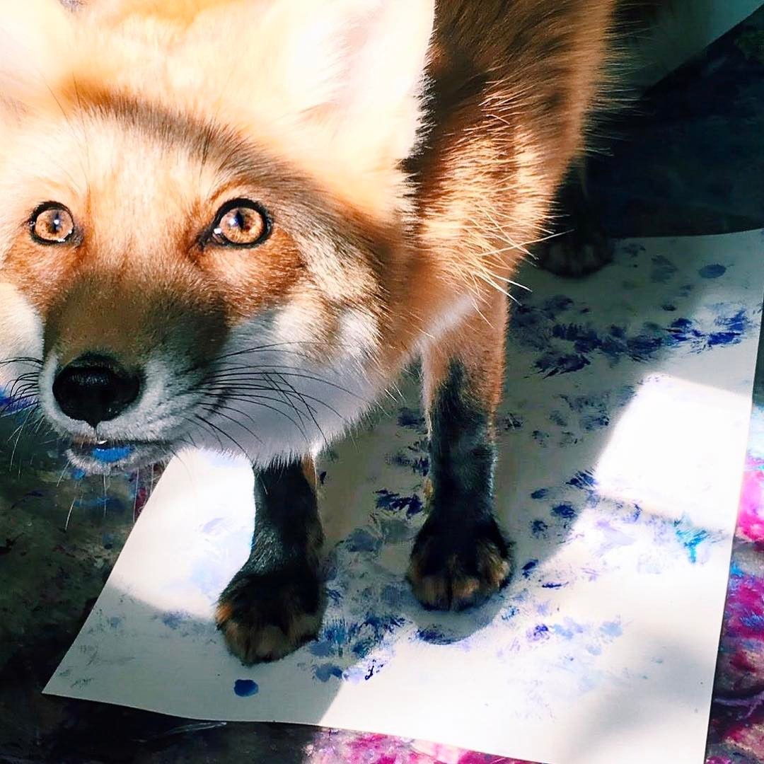 Redhead cuteness on the first working day =) - Fox Juniper, Milota, Longpost, Fox, Animals