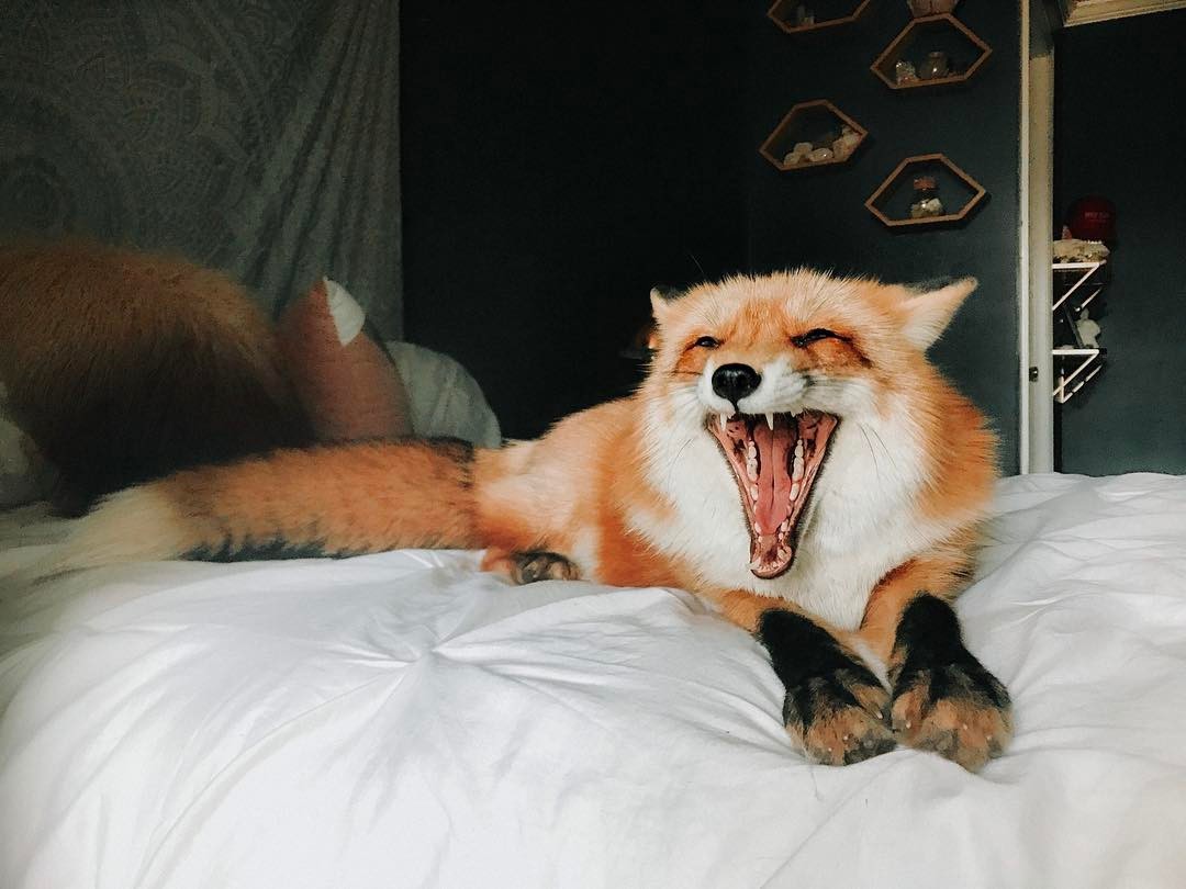 Redhead cuteness on the first working day =) - Fox Juniper, Milota, Longpost, Fox, Animals