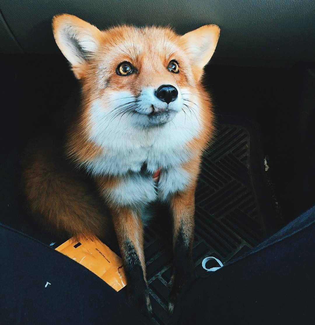 Redhead cuteness on the first working day =) - Fox Juniper, Milota, Longpost, Fox, Animals