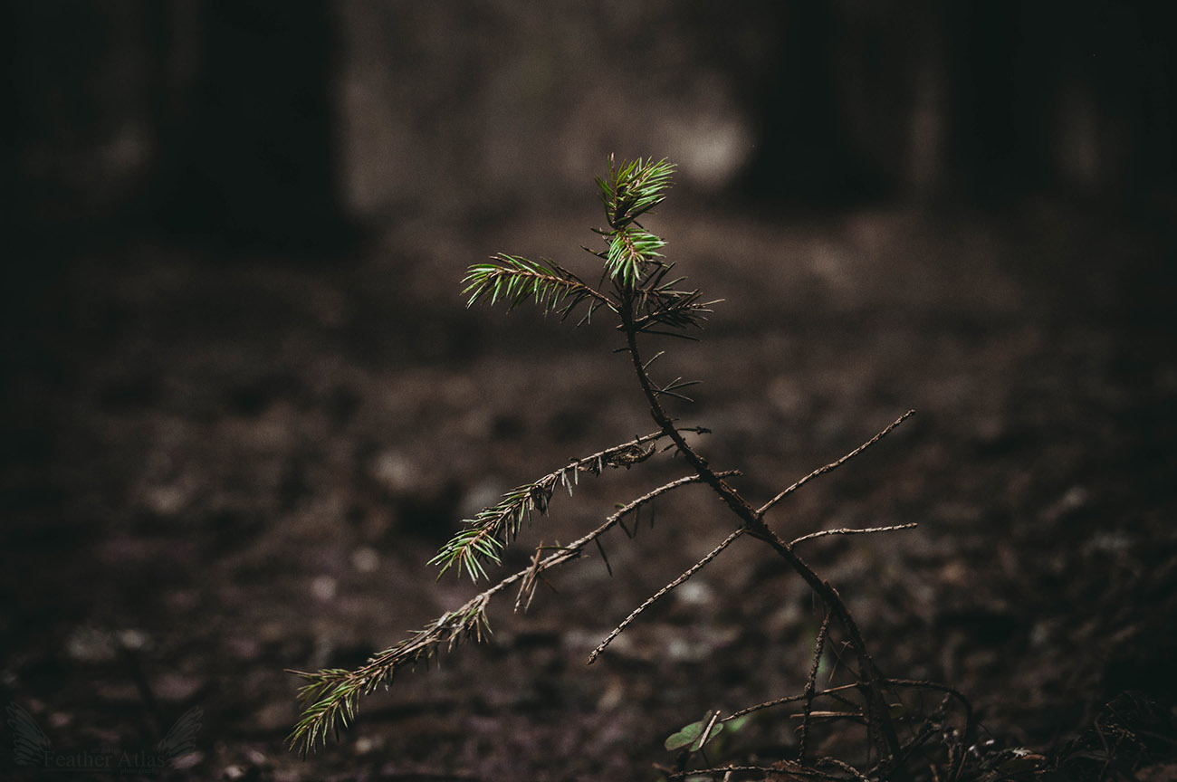 Dark april - My, The photo, Landscape, Forest, Spring, April, Dark, Longpost