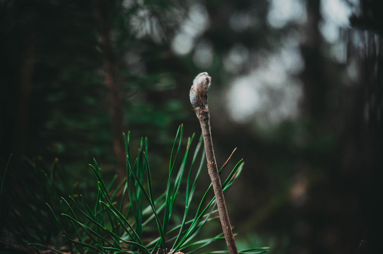 Dark april - My, The photo, Landscape, Forest, Spring, April, Dark, Longpost