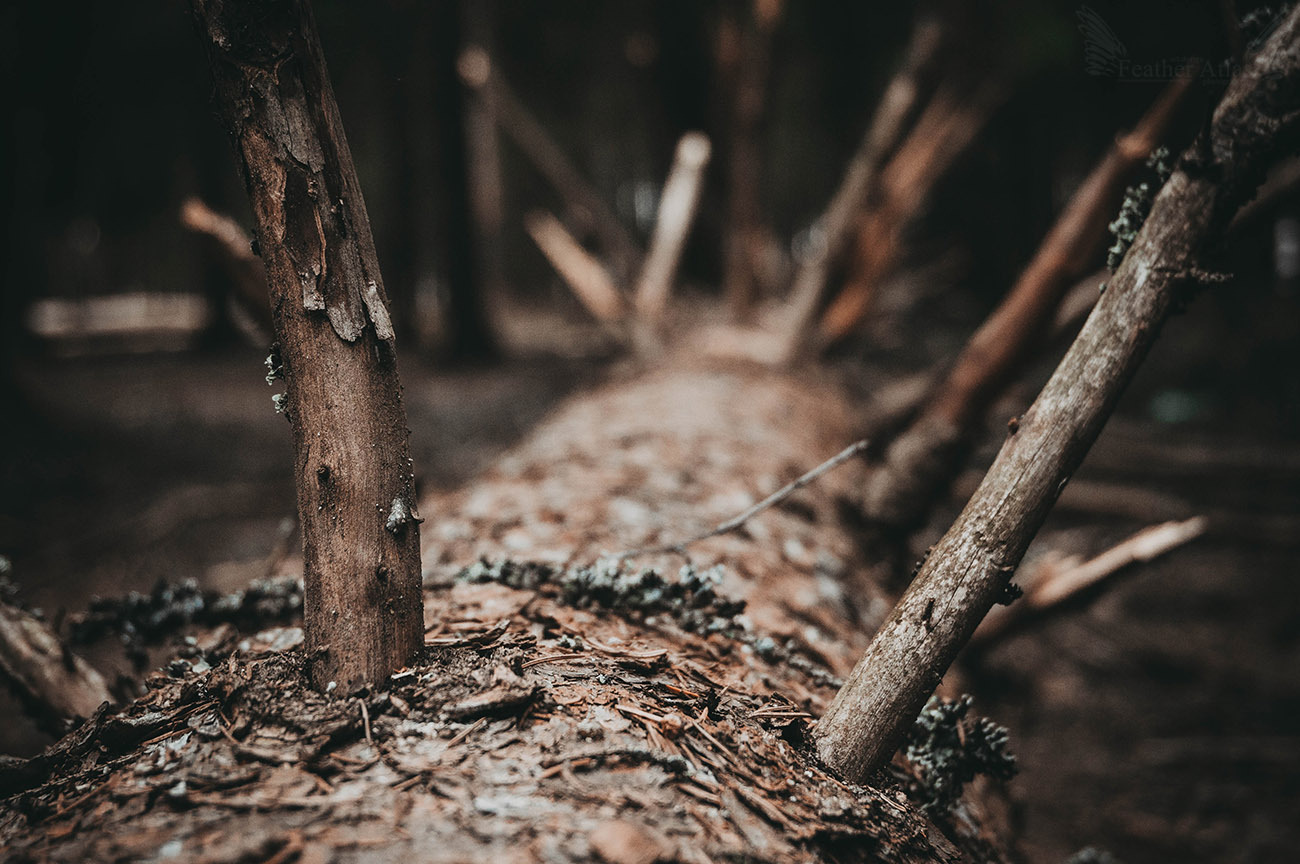 Dark april - My, The photo, Landscape, Forest, Spring, April, Dark, Longpost