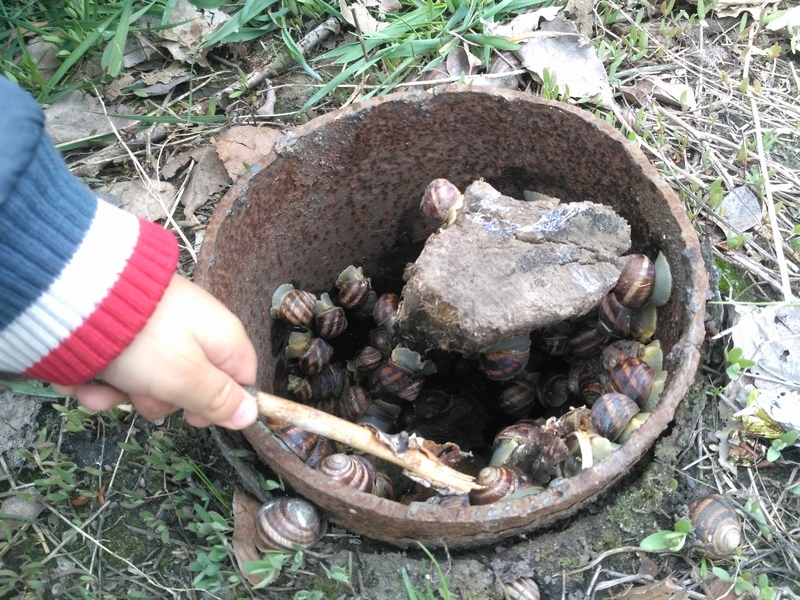 Spring get-together of slippery types - Snail, Party, 