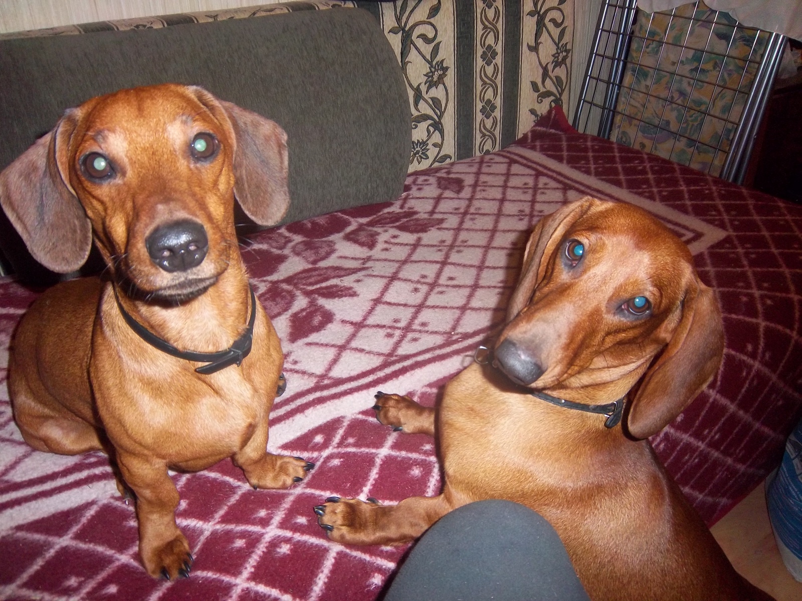 More stories about my dachshund Bonechka - My, Accountant, Dachshund, Bonya, Dog, Longpost