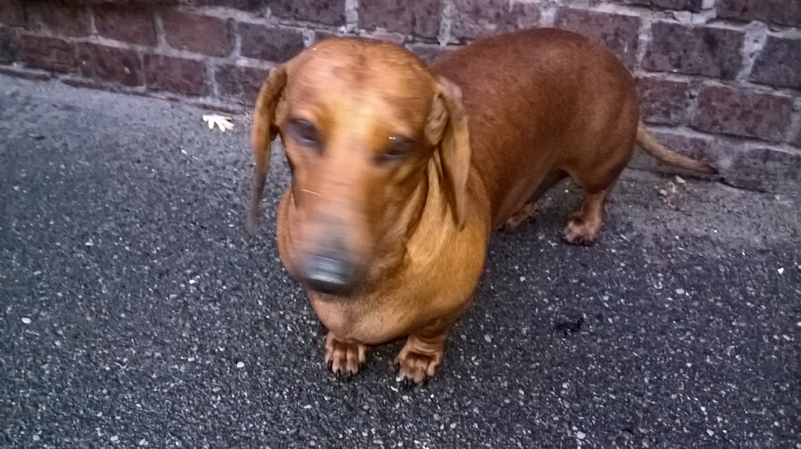 More stories about my dachshund Bonechka - My, Accountant, Dachshund, Bonya, Dog, Longpost