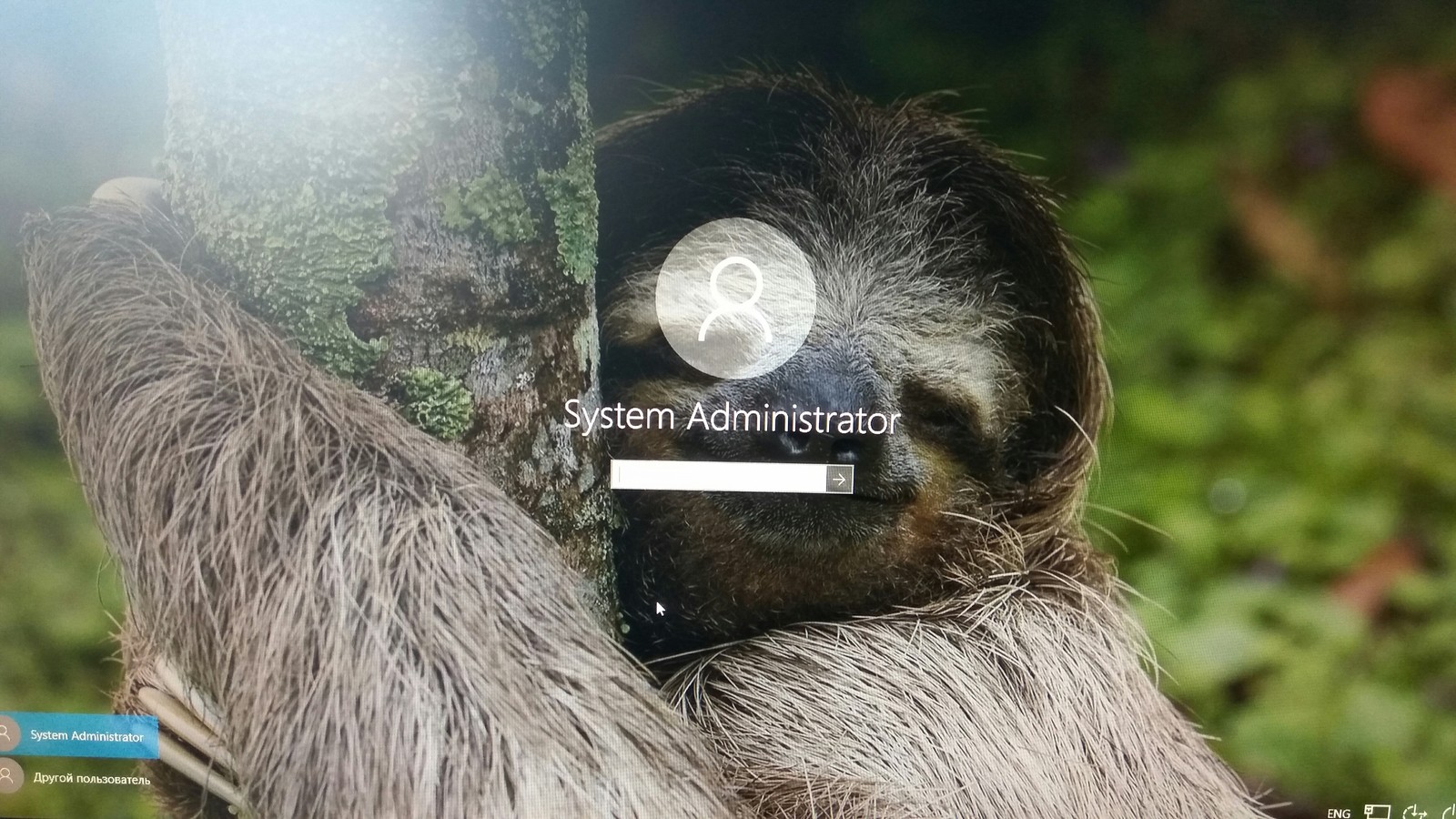 This is how Windows met me today. - My, Sysadmin, Windows 10, Sloth