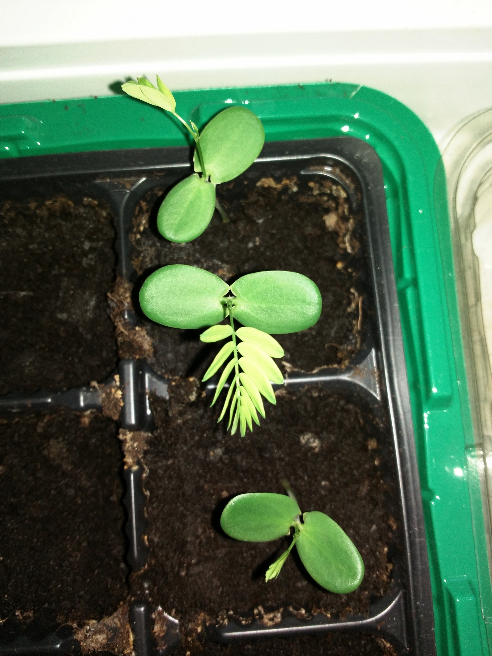 Good afternoon! Can you please tell me what kind of plant this is? Bought bonsai seeds. - My, Houseplants, Bonsai