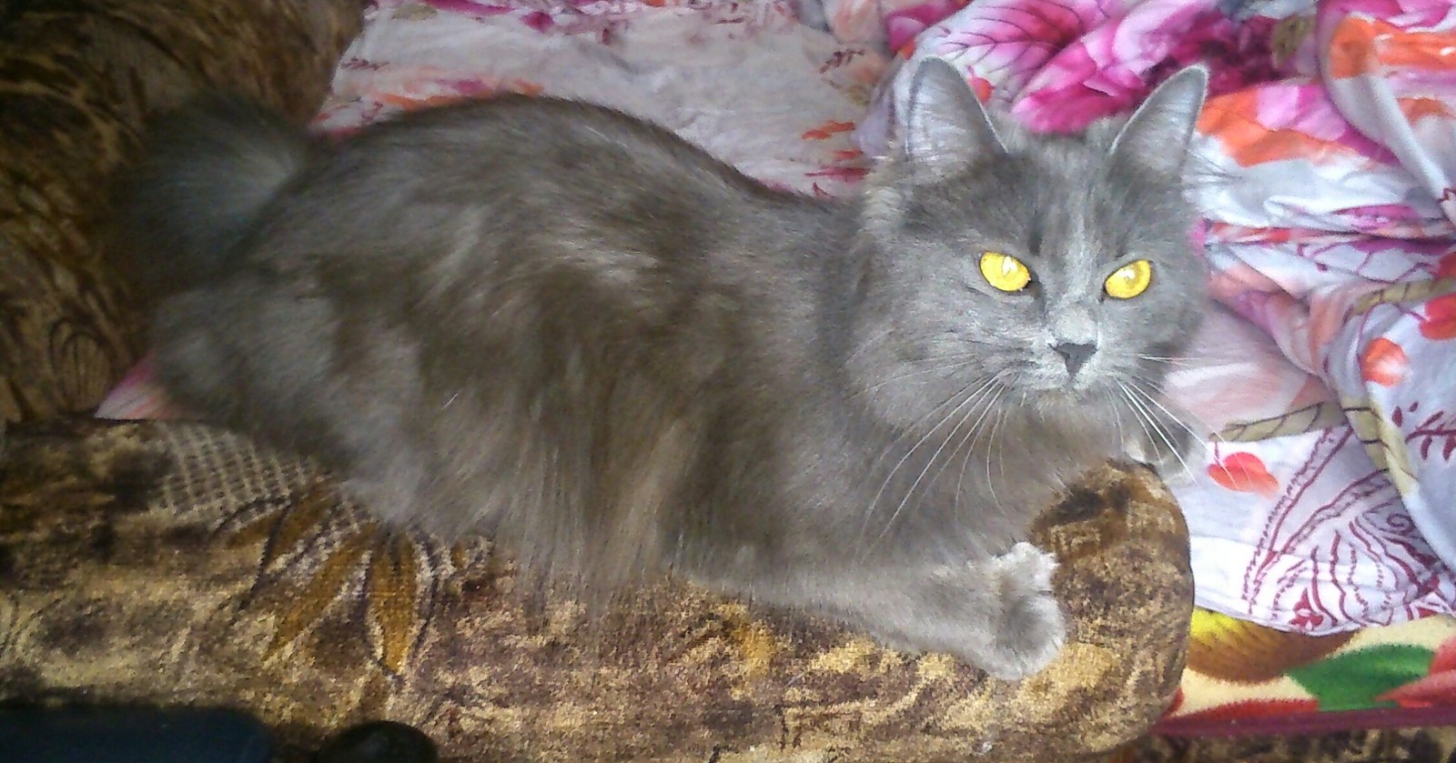 My kitty. - My, Kurilian Bobtail, It Was-It Was, cat