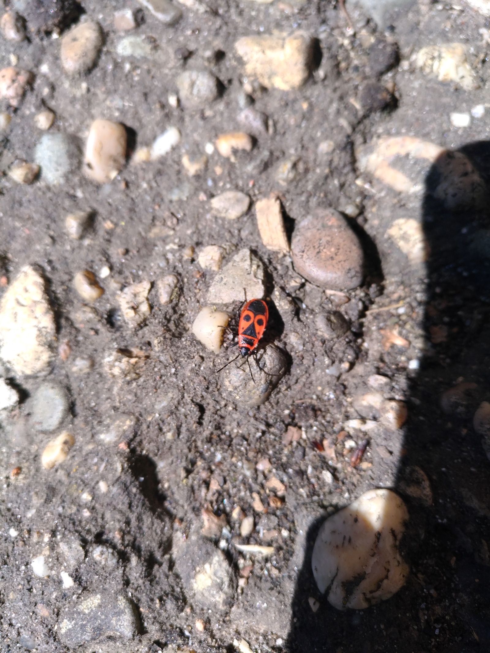 Макросъемка на Asus Zenfone 3 ze520kl | Пикабу