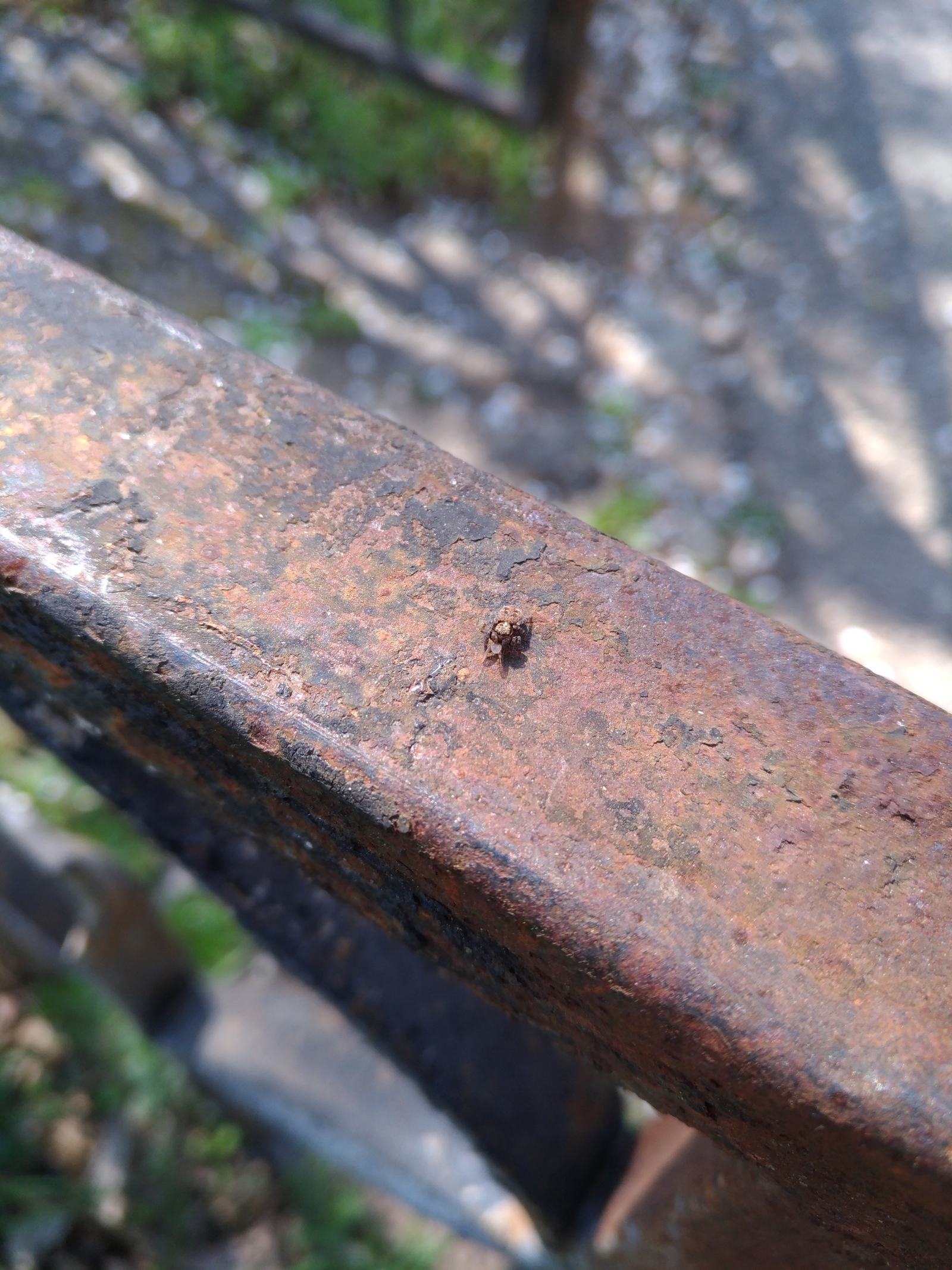 Макросъемка на Asus Zenfone 3 ze520kl | Пикабу