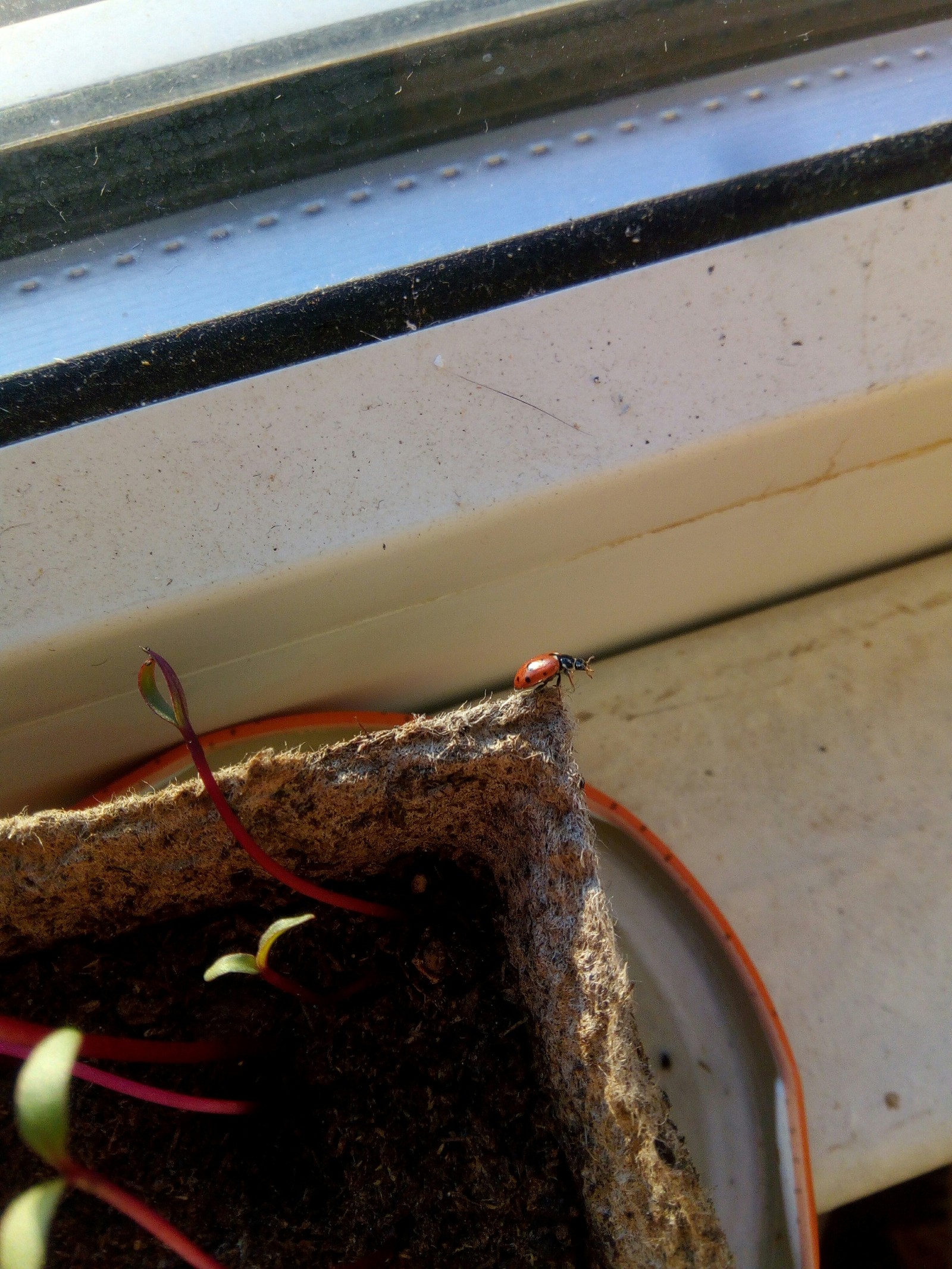 Spring on the balcony - My, Spring, ladybug